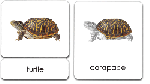 CDP609.gif