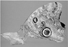 DP150.jpg